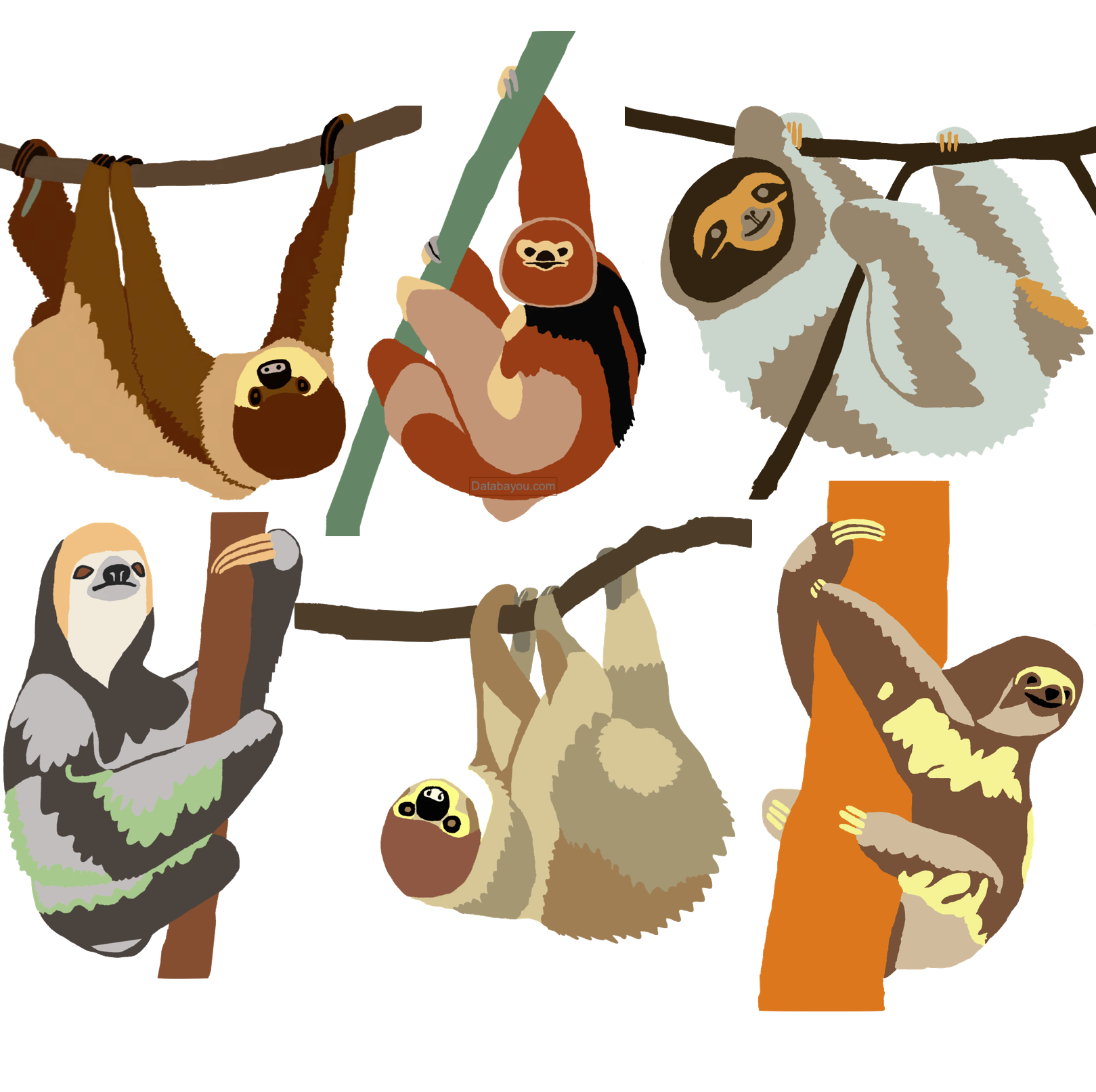 All Sloth Species