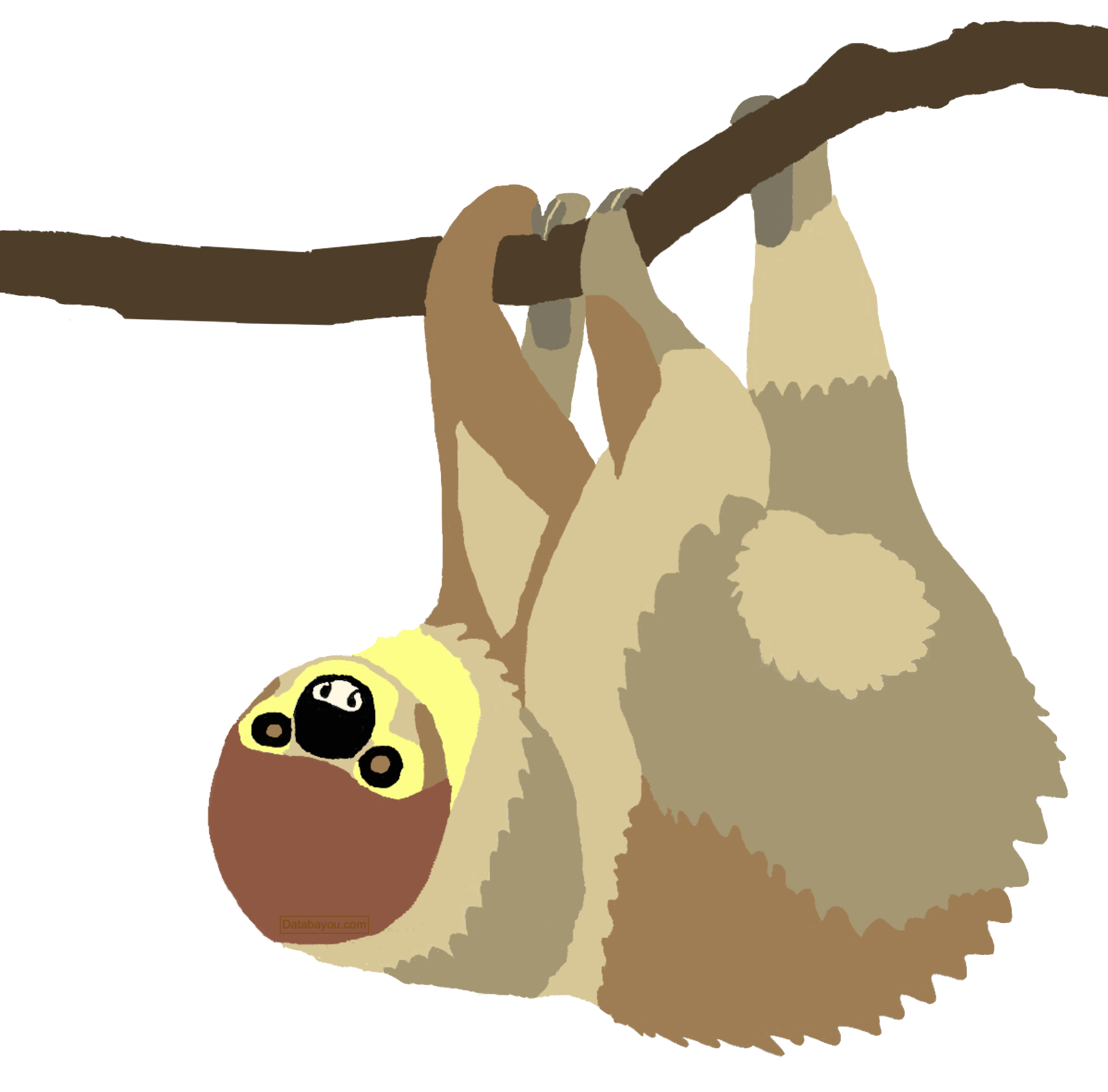 two toed Hoffmann's Sloth