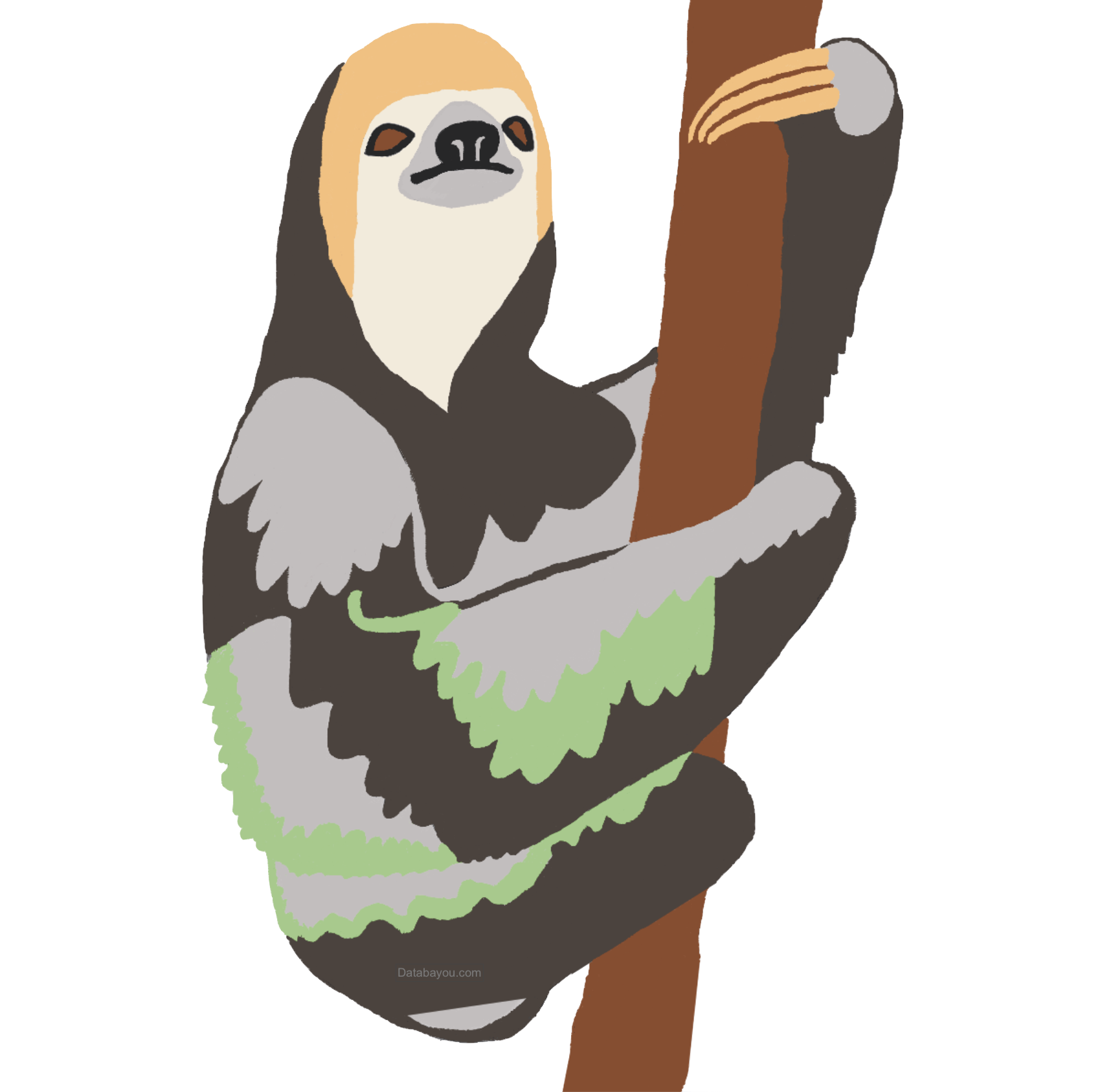 Pale Throated sloth