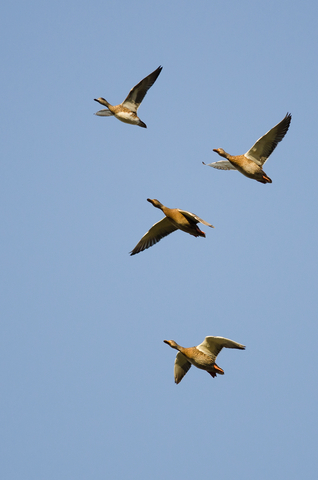 wildife, Ducks flying