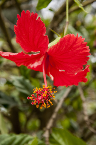 Maga flower, Puerto Rico