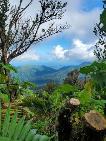 Top of el Yunque forest Puerto Rico
