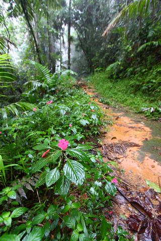 rainforest, Puerto Rico