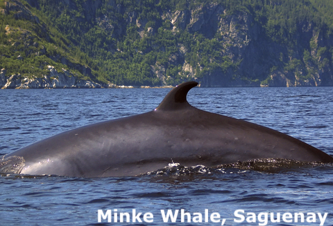 Minke Whale Saguenay, Quebec