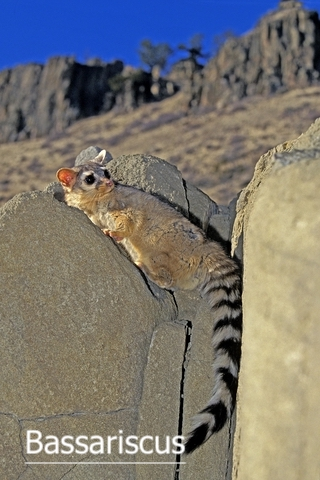 Bassariscus astatus ring tailed cat on a rock