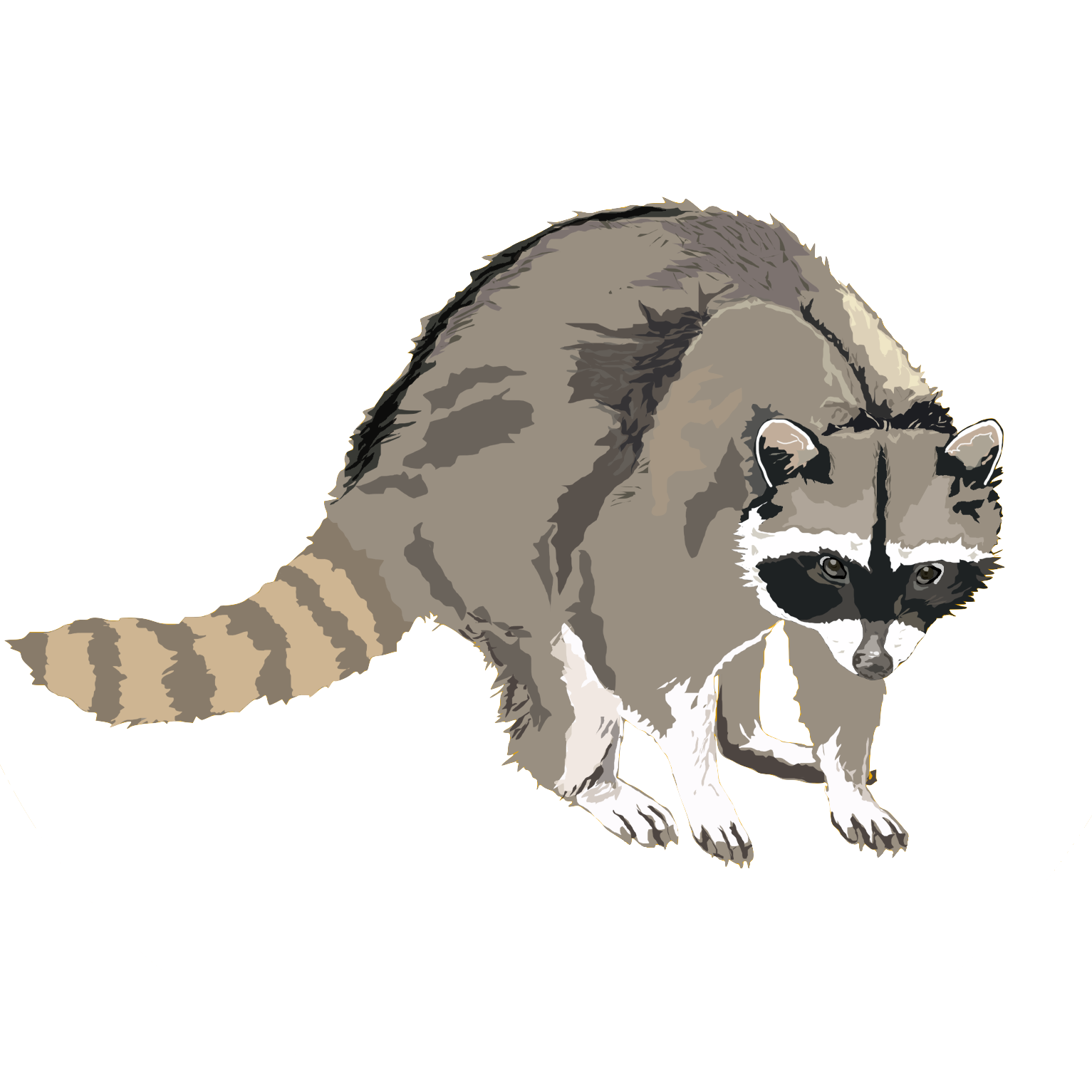 Raccoon or Procyon lotor