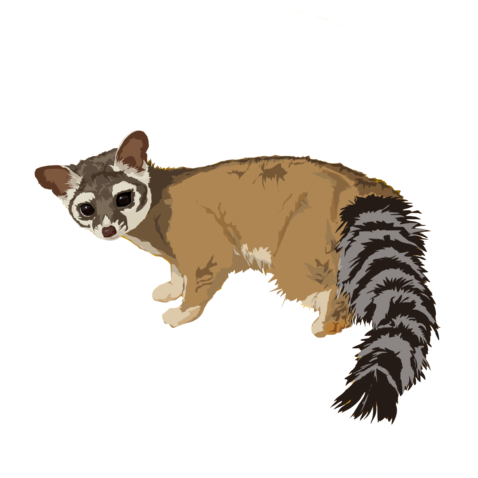 Ring tailed cat or Bassariscus