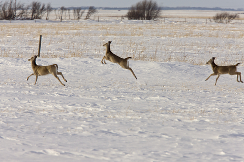 Deer in Saskatchewan