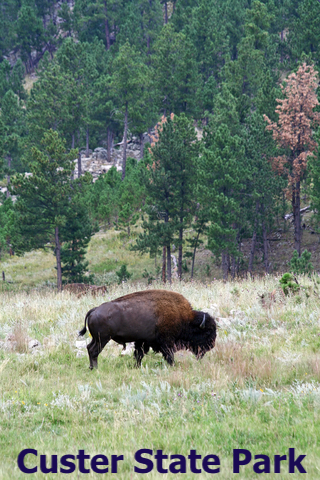 Bison and Custer State Park, South Dakota