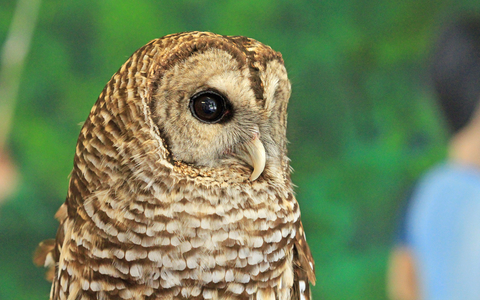 Radnor Lake State Park owl