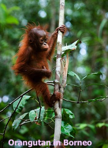 Orangutan in Borneo tropical forest