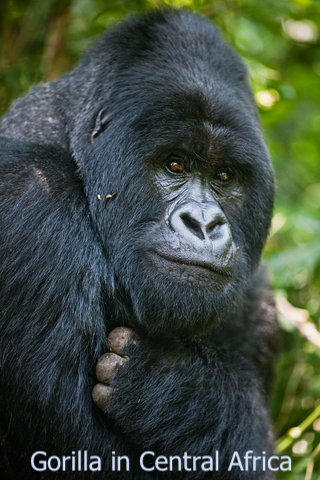 Gorilla in Cenrtral Africa Montane forest