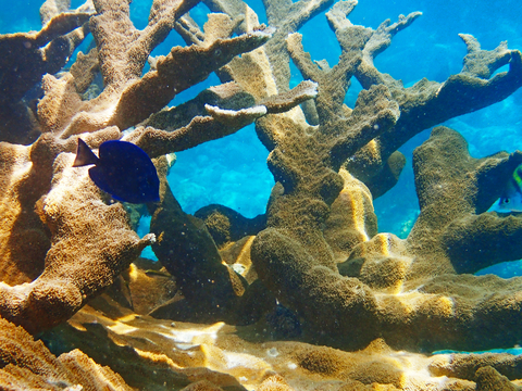 US Virgin Islands elk coral