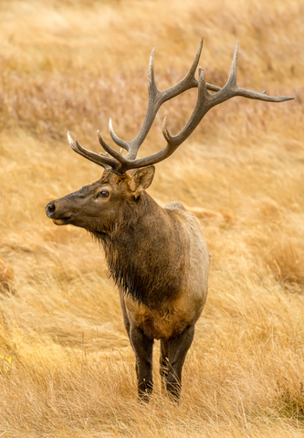 Rocky Mountain elk 