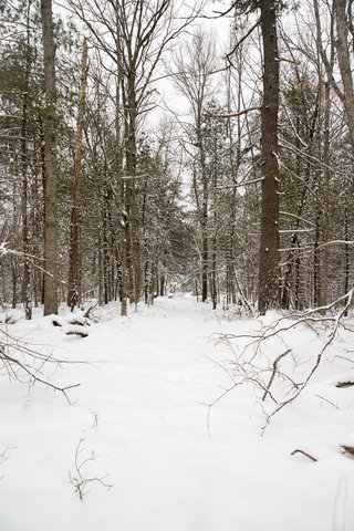 Snowy landscape Virginia Park