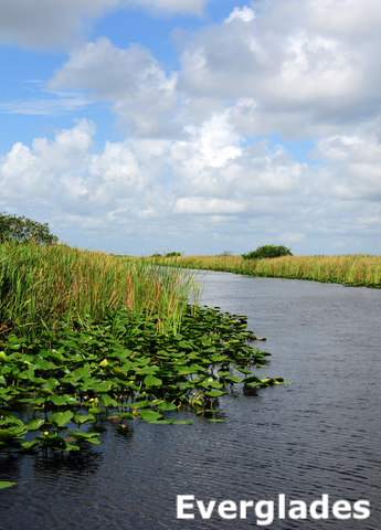 Lilipads in Florida Everglades