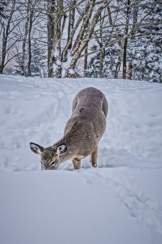 Deer, West Virginia
