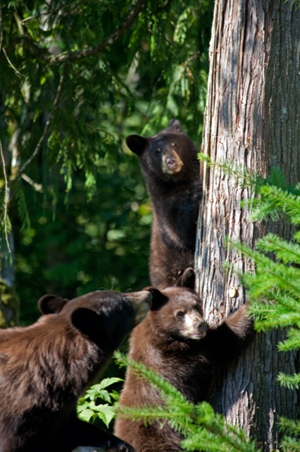 Black bears in a broadleaf forest
