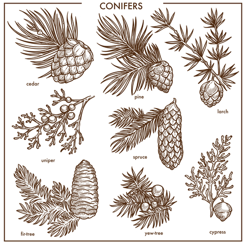 Conifer tree cones by species