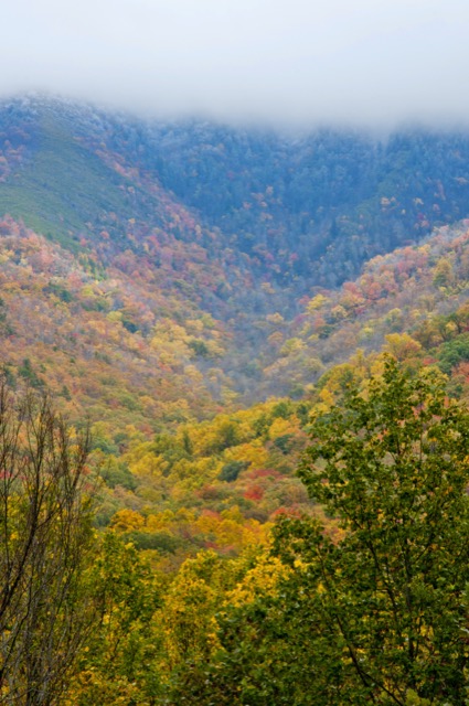 Fall colors broadleaf forest in Smokey Mountains