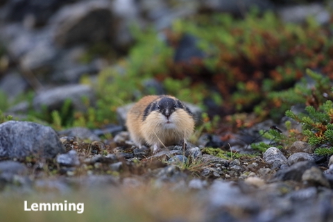 Lemming in Norwegian Tundra