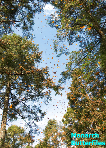 Monarch Butterflies in Mexican Conifers