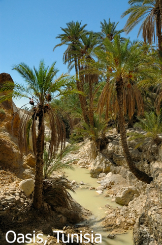 Oasis in Tunisia
