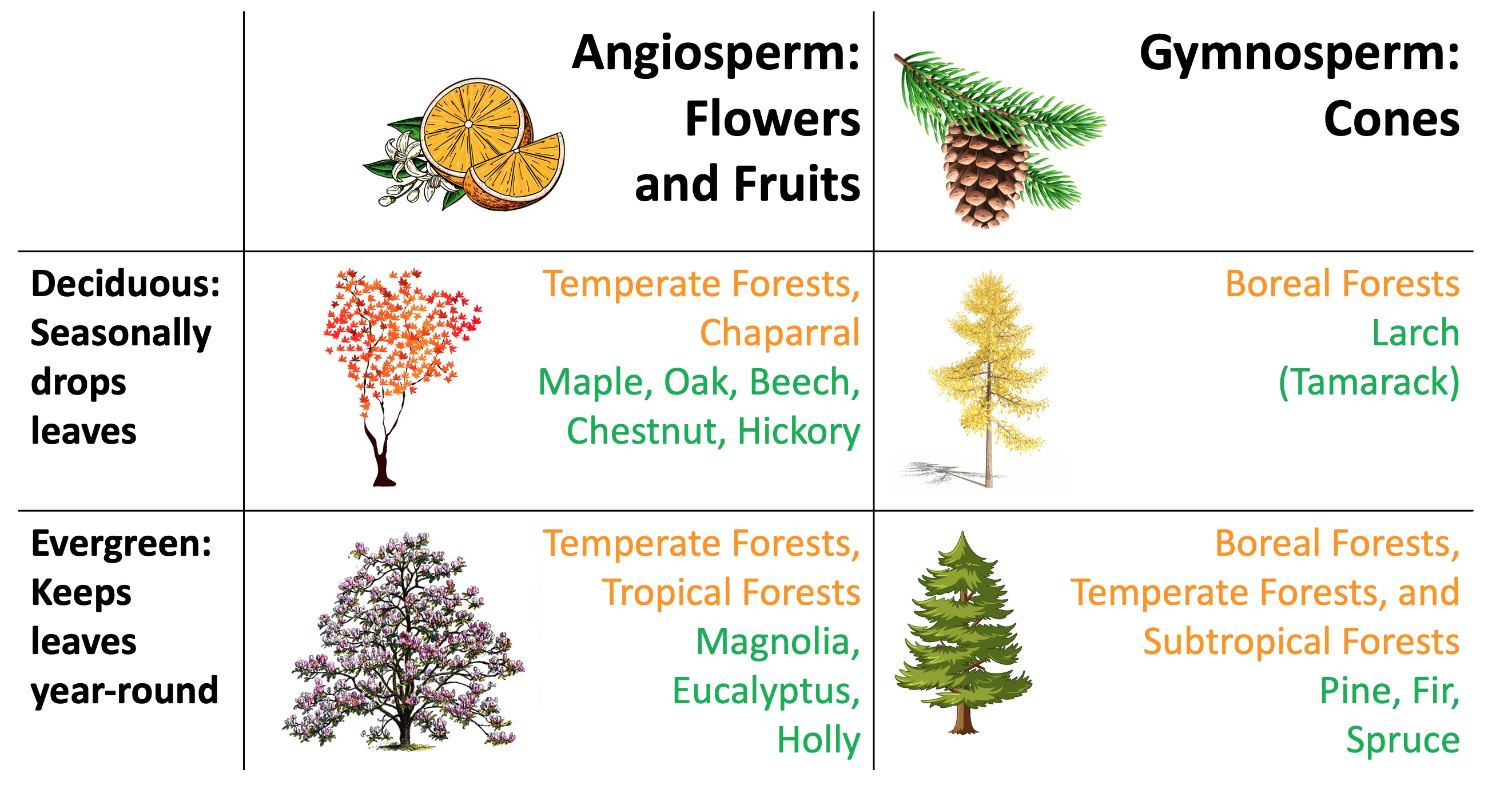 Gymnosperms and Angiosperms, Deciduous and Evergreeen