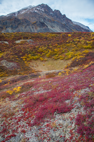 Common vegetation at the Tundra
