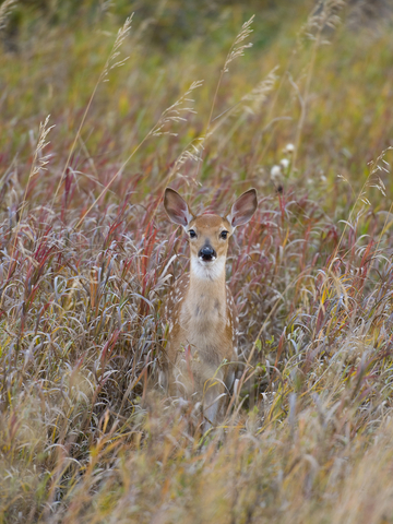 Deer in a prairie South Dakota