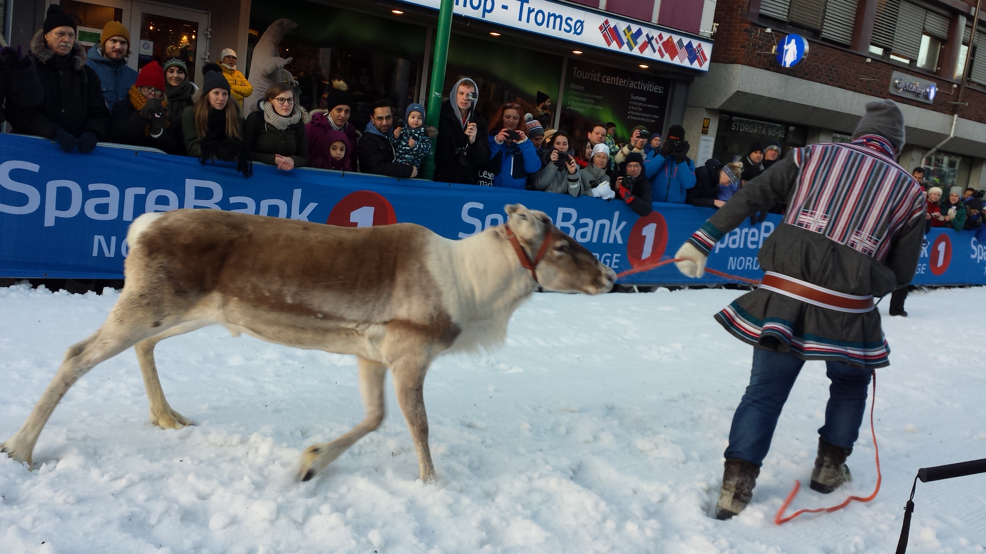 Reindeer at Tromso Norway