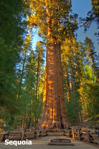 General Sherman Sequoia conifer tree