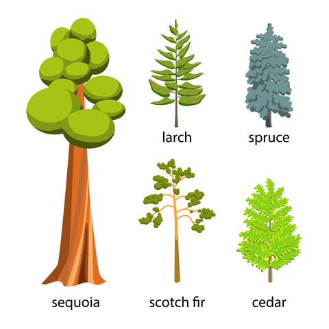 Conifer tree species
