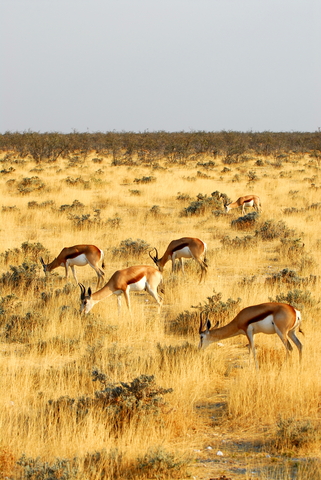 Springboks in Arican Savanna