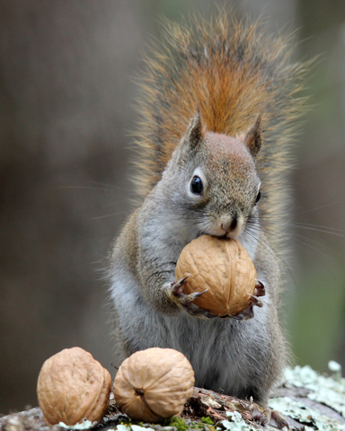 Squirrel eating nuts in a broadleaf forest