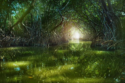 Mangrove Forest, Ria Celestun