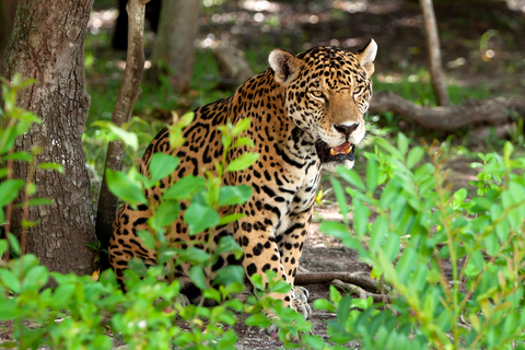 jaguar, Yucatan Peninsula